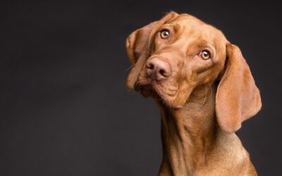 ¿Es obligatorio el seguro para perros?